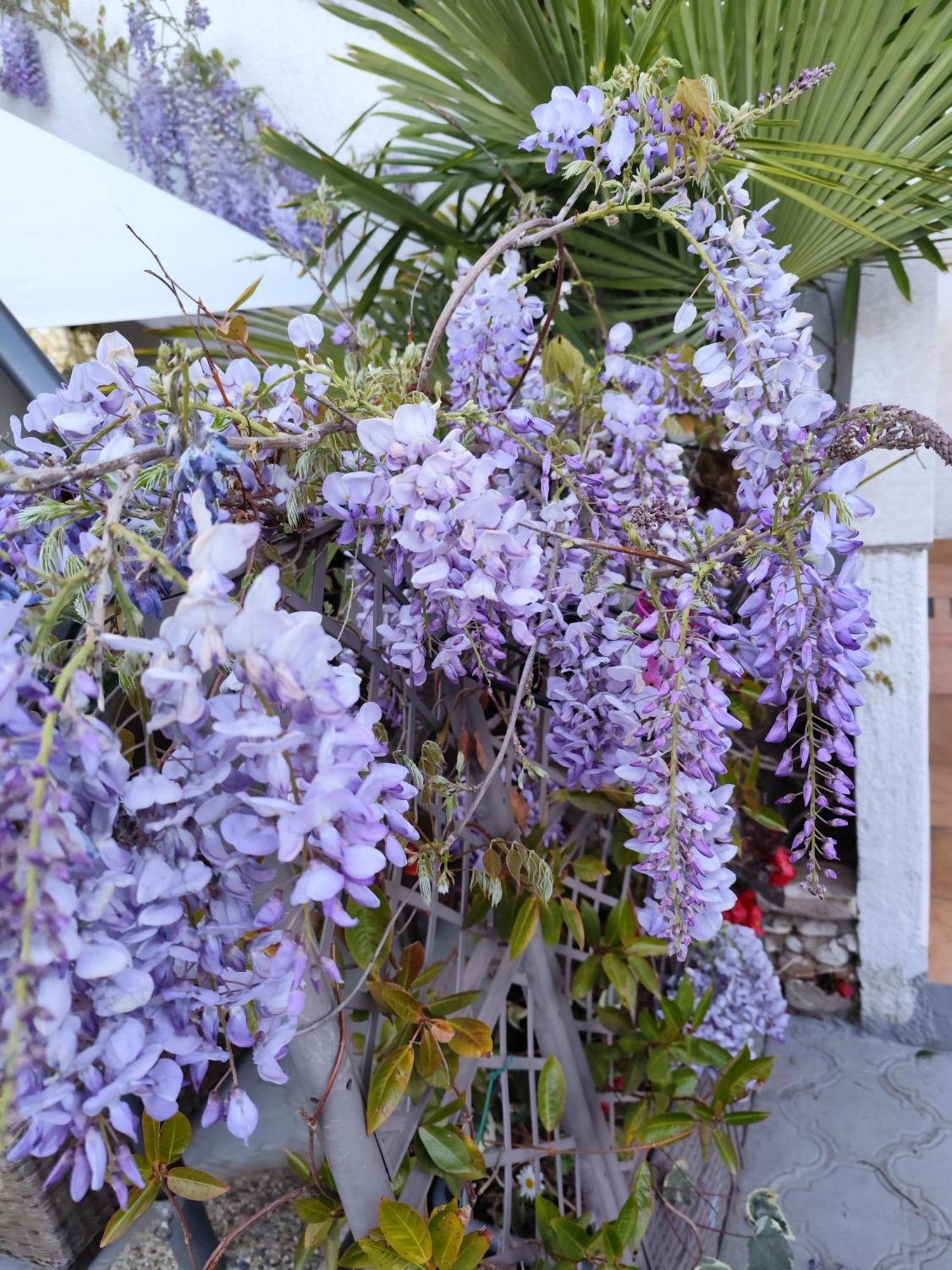 Apartments Poretti For 2,In Center Parking Free In The Yard,6 Min Beach Walk Rovinj Exterior foto